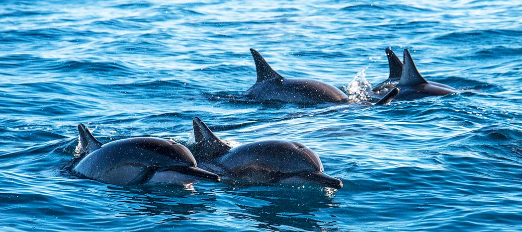 Delfintour in Muscat Oman