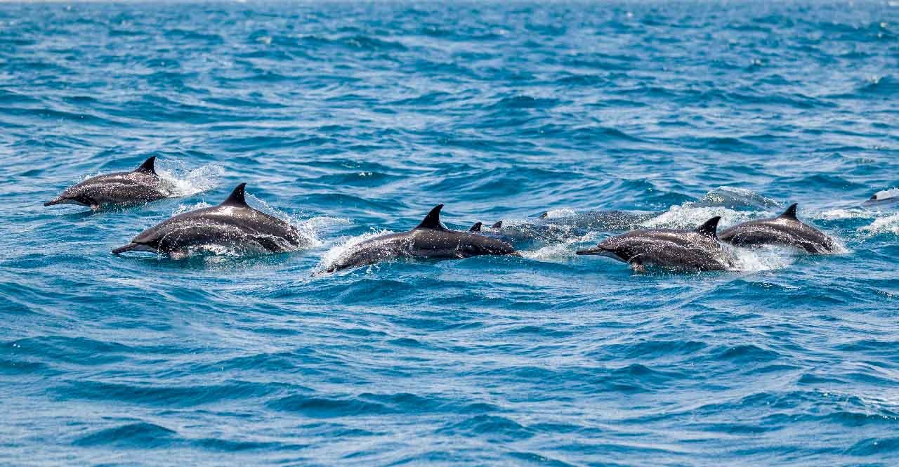 Un gruppo di delfini che salta fuori dalle acque blu del Golfo di Oman, vicino a Mascate