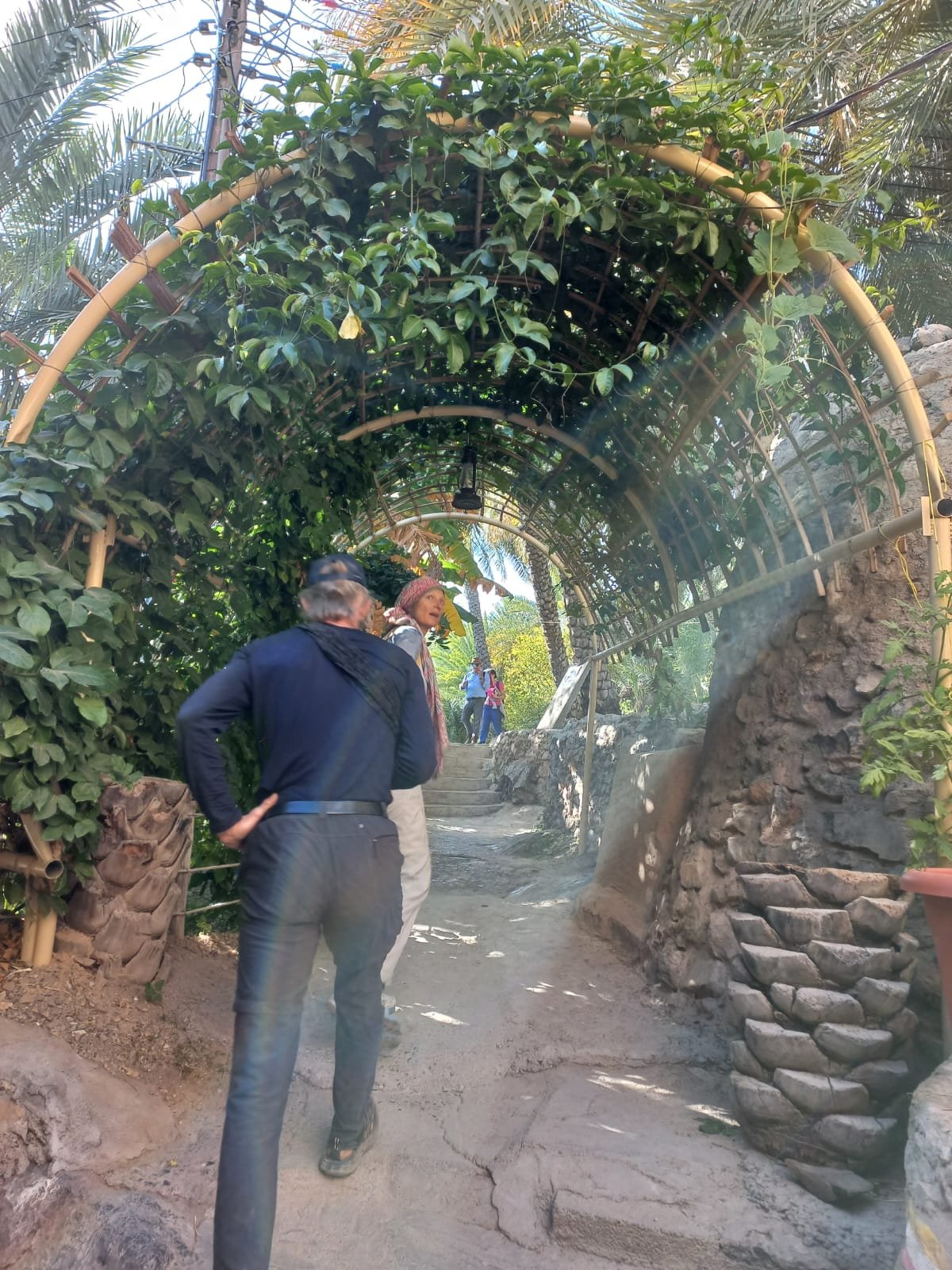 Un percorso guidato tra le coltivazioni di datteri, i frutteti terrazzati e gli antichi canali falaj durante il Misfah Agricultural Tour in Oman.