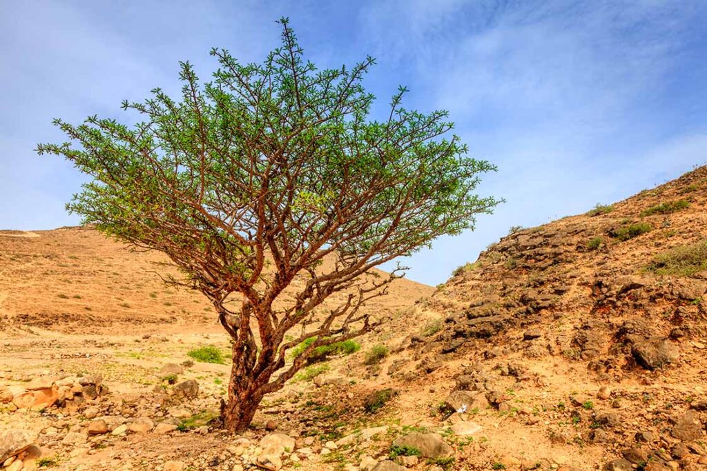 Un antico albero di incenso nel paesaggio arido della regione del Dhofar, nei pressi di Salalah, Oman.