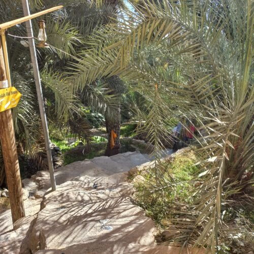 Sentiero tra le palme nel villaggio di Misfah
