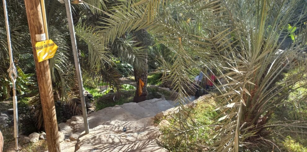 Sentiero tra le palme nel villaggio di Misfah