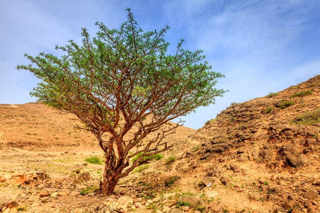 Un antico albero di incenso nel paesaggio arido della regione del Dhofar, nei pressi di Salalah, Oman.